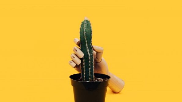 Dzimumlocekļa biezums, izmantojot kaktusa piemēru