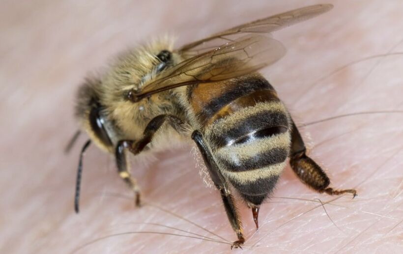 bišu dzēlieni dzimumlocekļa paplašināšanai